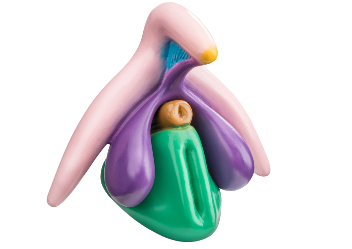clitoris plus modell