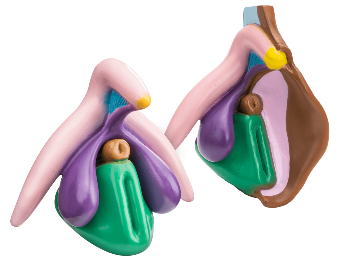 vulva clitoris modelle